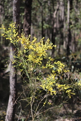 Acacia extensa