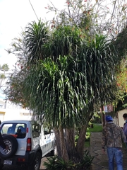 Beaucarnea recurvata