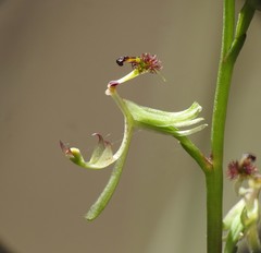 Arthrochilus irritabilis