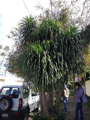 Beaucarnea recurvata