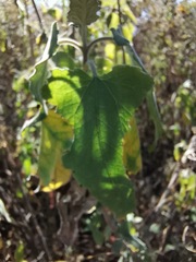 Montanoa tomentosa
