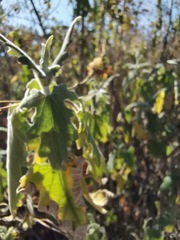 Montanoa tomentosa