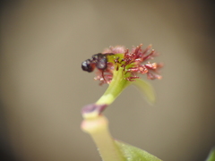 Arthrochilus irritabilis