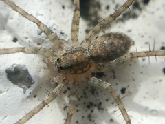 Pardosa steva