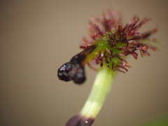 Arthrochilus irritabilis