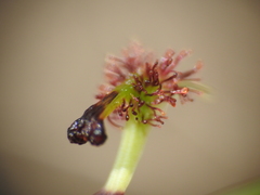 Arthrochilus irritabilis