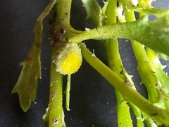 Centipeda cunninghamii