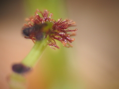 Arthrochilus irritabilis