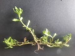 Centipeda cunninghamii