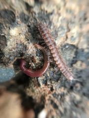 Polydesmus coriaceus