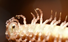 Polydesmus coriaceus