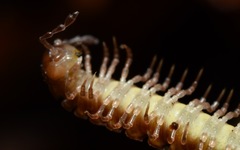 Polydesmus coriaceus
