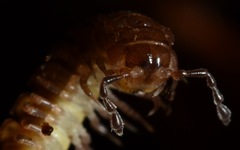 Polydesmus coriaceus