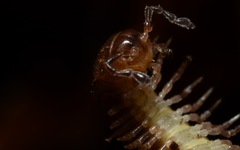 Polydesmus coriaceus