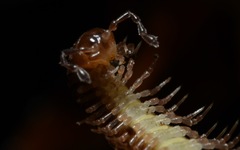 Polydesmus coriaceus