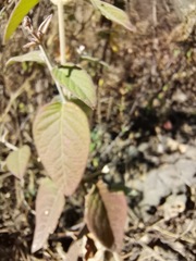 Carlowrightia arizonica