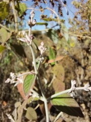 Carlowrightia arizonica