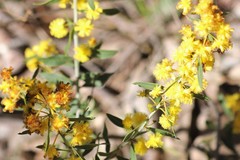 Acacia nervosa