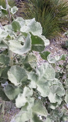 Malacothamnus davidsonii