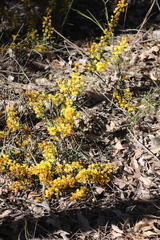 Acacia nervosa