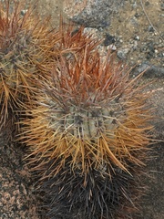 Copiapoa atacamensis