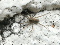 Pardosa steva