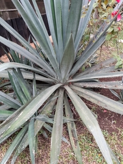Agave tequilana