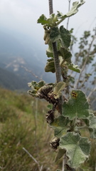 Malacothamnus davidsonii