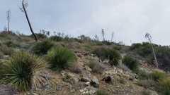 Malacothamnus davidsonii