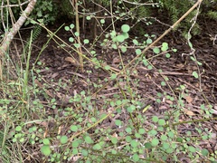 Teucrium parviflorum