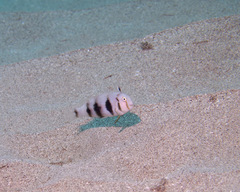 Iniistius aneitensis