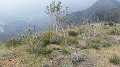 Malacothamnus davidsonii