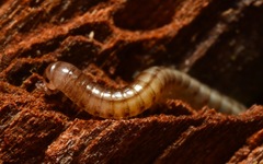 Brachyiulus pusillus