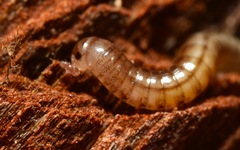 Brachyiulus pusillus