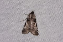 Astrapometis saburalis