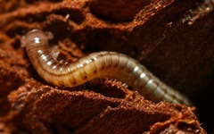 Brachyiulus pusillus