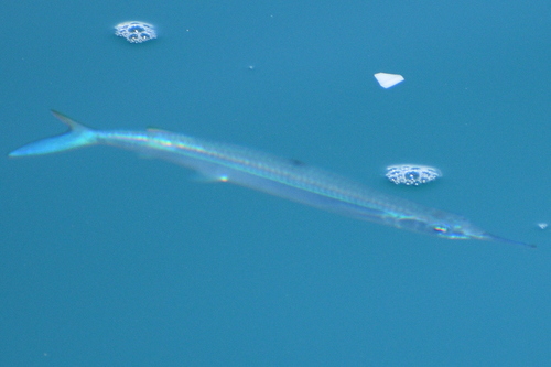 Bermuda-halfsnavel (Hemiramphus bermudensis) — Hemiramphidae — 4