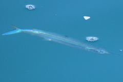 Hemiramphus bermudensis