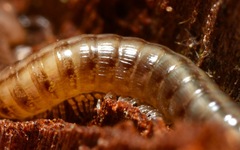 Brachyiulus pusillus