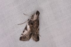 Astrapometis saburalis