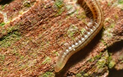 Brachyiulus pusillus