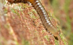 Brachyiulus pusillus