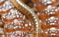 Brachyiulus pusillus