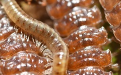 Brachyiulus pusillus