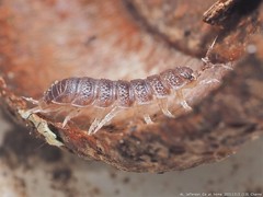 Miktoniscus