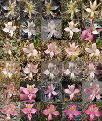 Alstroemeria hookeri hookeri