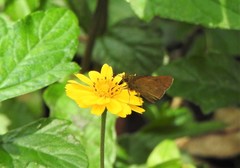 Corticea corticea