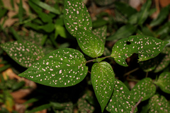 Hypoestes phyllostachya