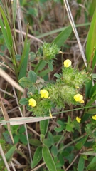 Stylosanthes capitata