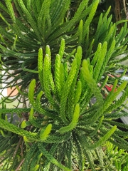 Araucaria heterophylla